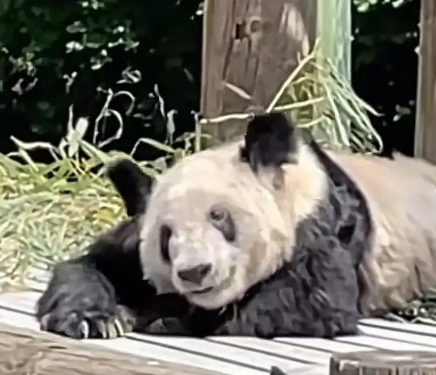 丫丫回家之前的最后一天，它仿佛知道自己会回家，表情一直是微笑的喜悦的，嘴角上扬好