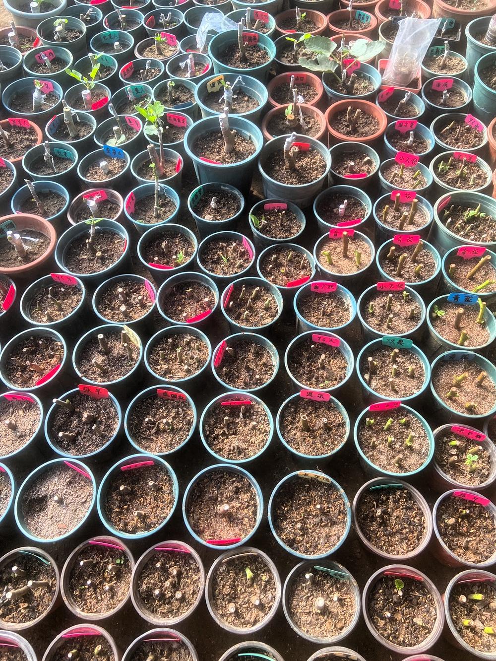 这段时间一头扎进无花果育苗里，有扦插，也有嫁接，每一盆都标好品种，精心照料。育苗