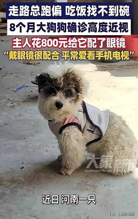看到小狗经常看电视刷手机竟然近视了！
主人给配了一副800多块钱的眼镜。
看到他