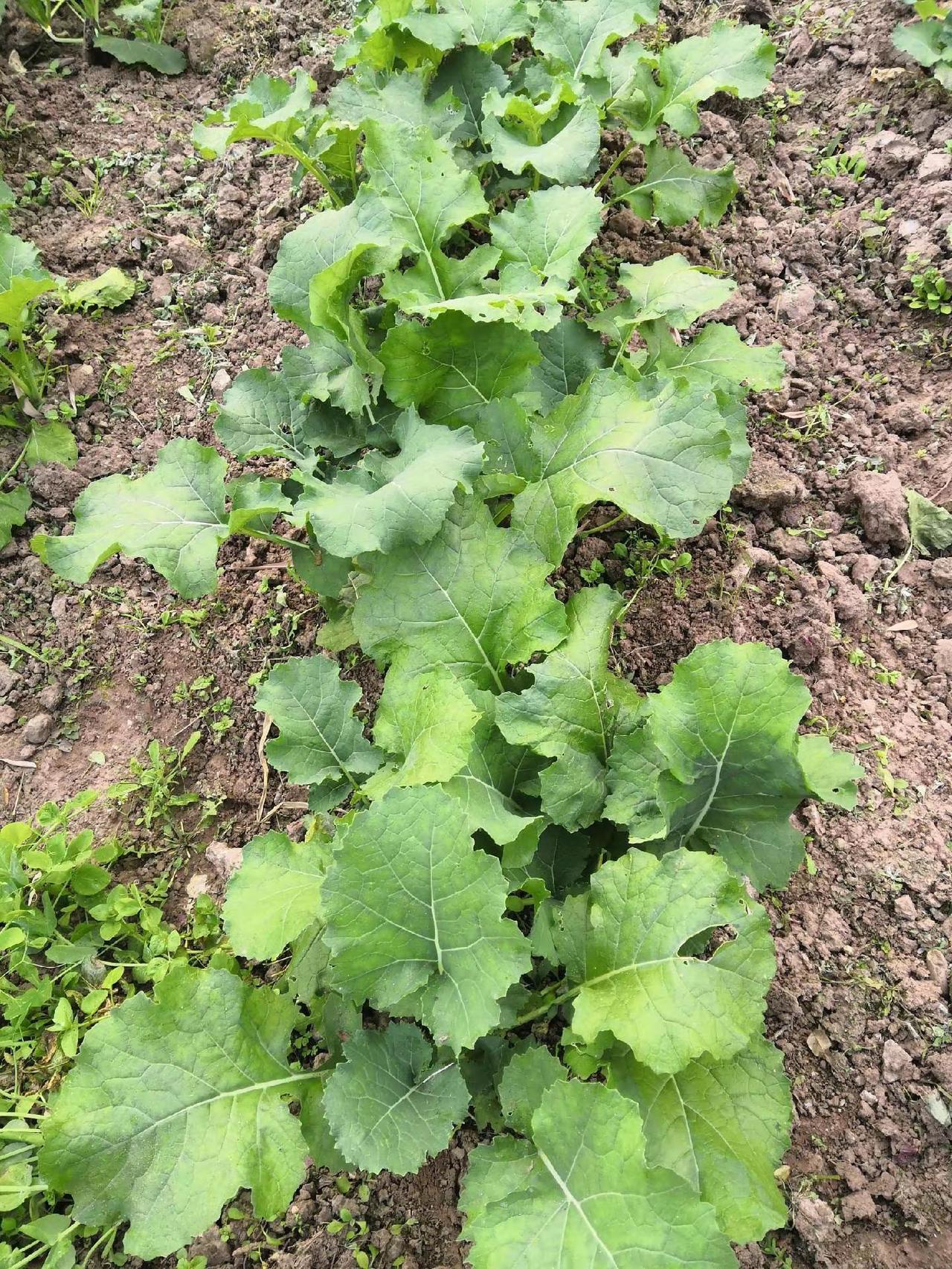 日常生活 我的农村生活 记录我的生活 农村生活日常 农村生活的视频