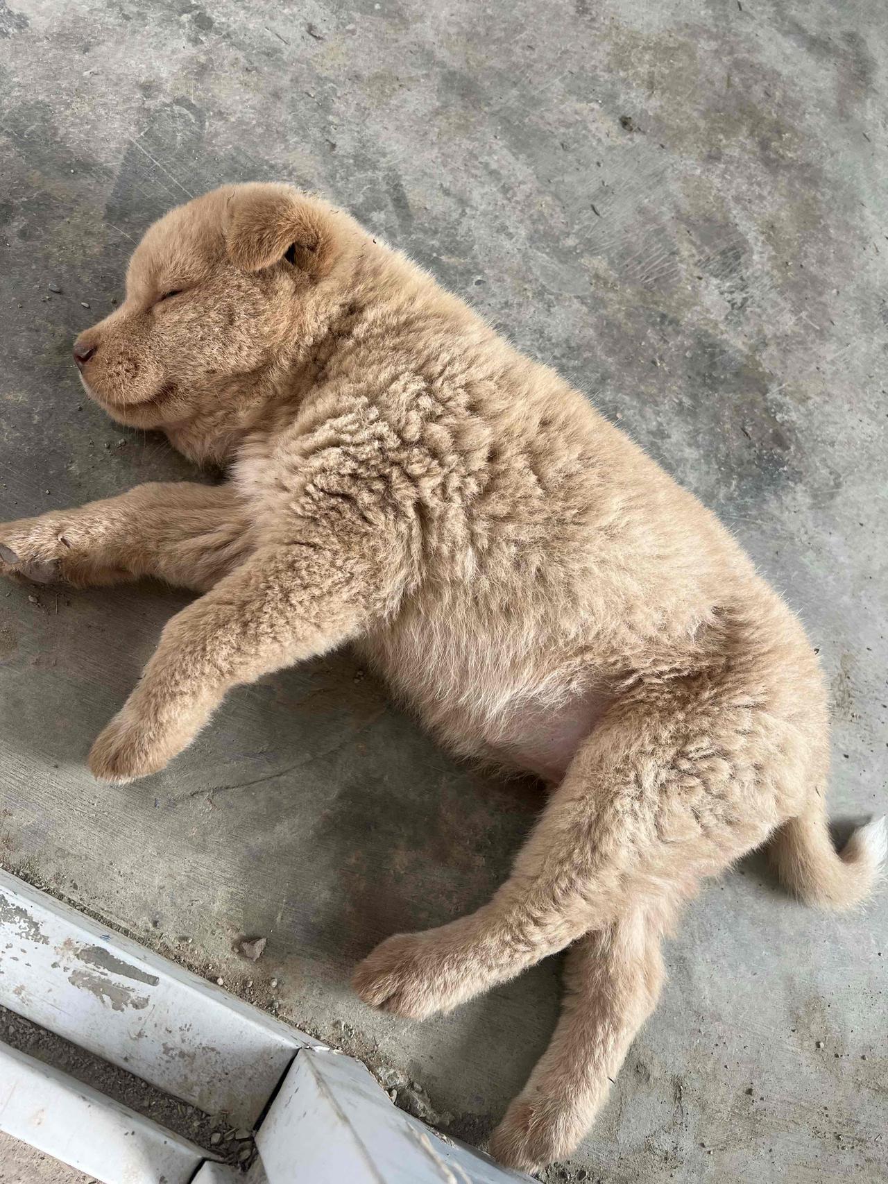 除夕，在惠州汝湖买了1只五红狗崽花了90元？贵不贵呢？
除夕，去汝湖赶集，202