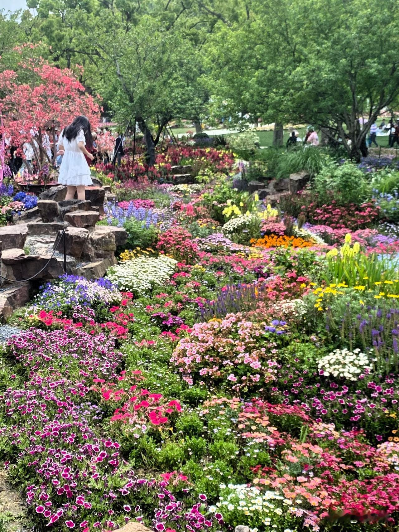 今天来看“莫奈花园”，苏州上方山森林公园花会，美到窒息[玫瑰][玫瑰][玫瑰]