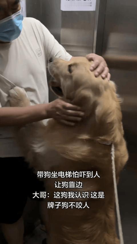 天津，一女子带金毛坐电梯，因为怕吓到别人，就让狗狗靠边，不料，电梯门一开，一位大