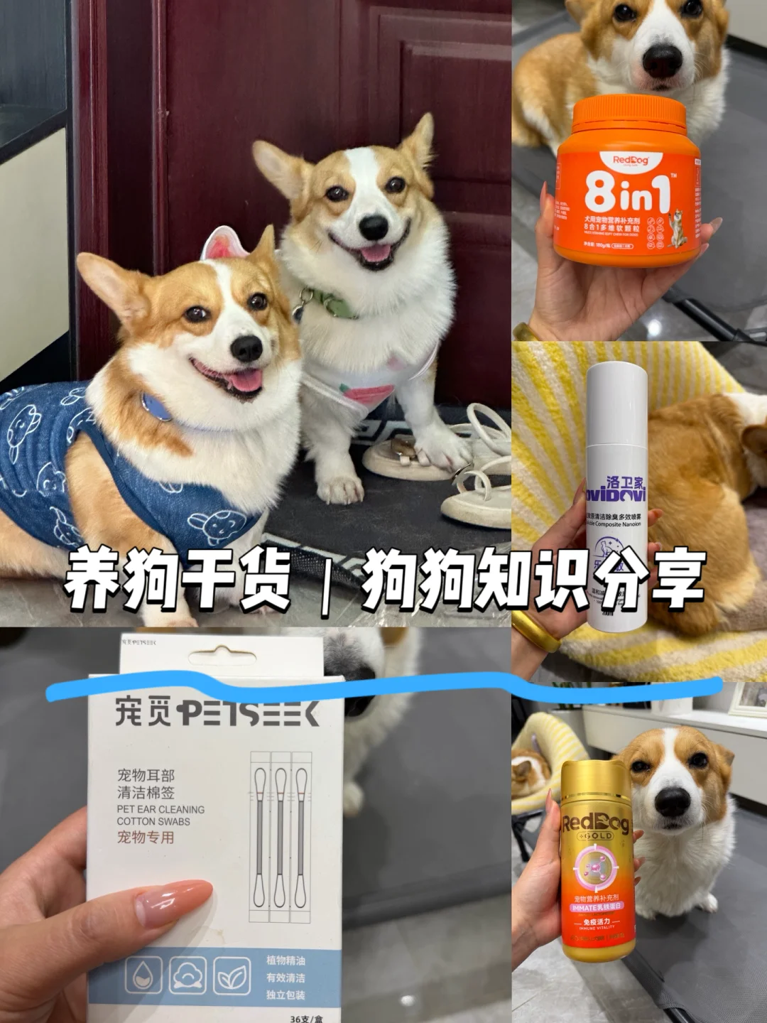 养狗干货｜狗狗知识分享