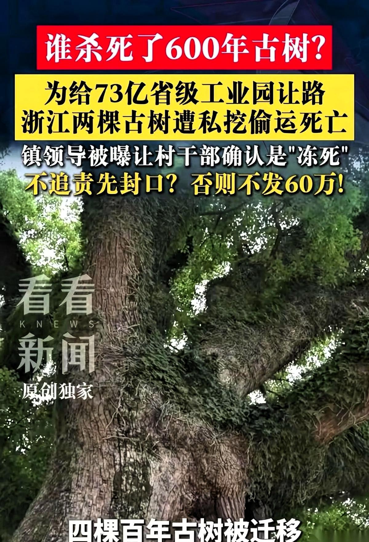 浙江天台，两棵古树死了。
一棵600岁，一棵500岁。不是寿终正寝，是被电锯和斧