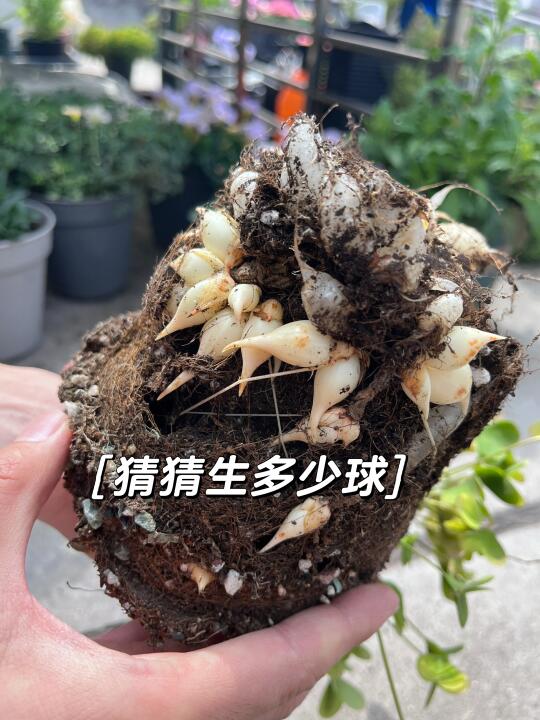 你们说这能生多少球