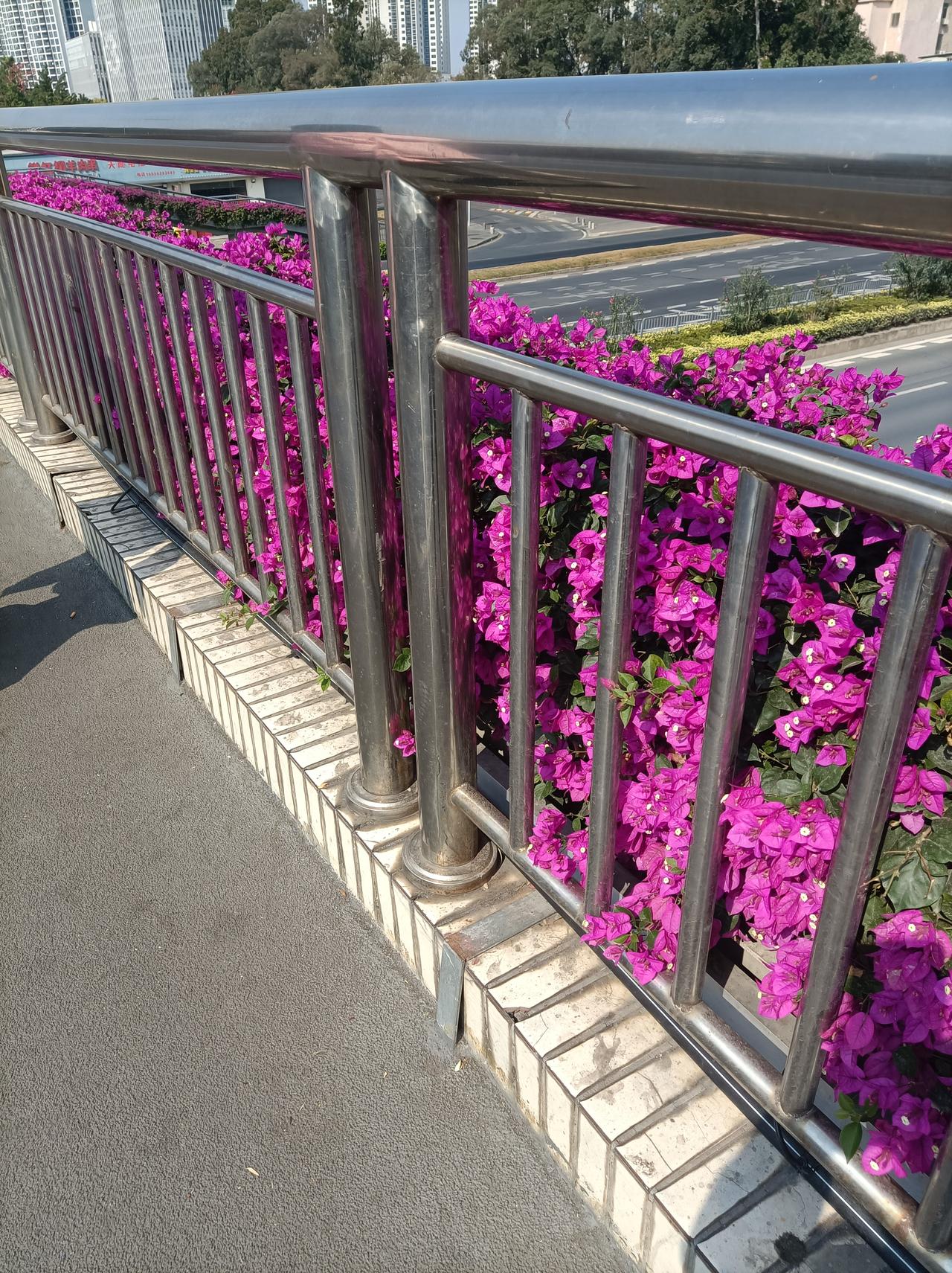 晒出你的本地生活这几天深圳的天气很好，气温也上升到接近30度了，快趁机去外面赏花