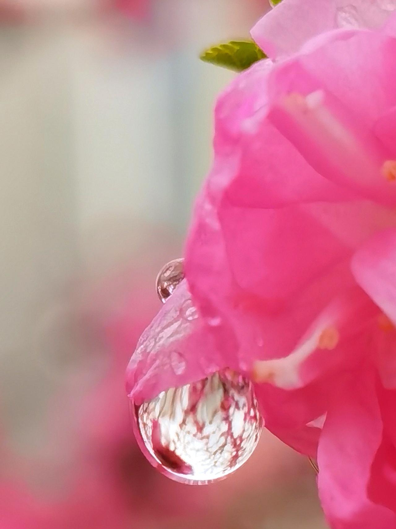 一场春雨过后，承德武烈河畔的春花又换成不一样的美。

下了多半天的春雨，净化了空