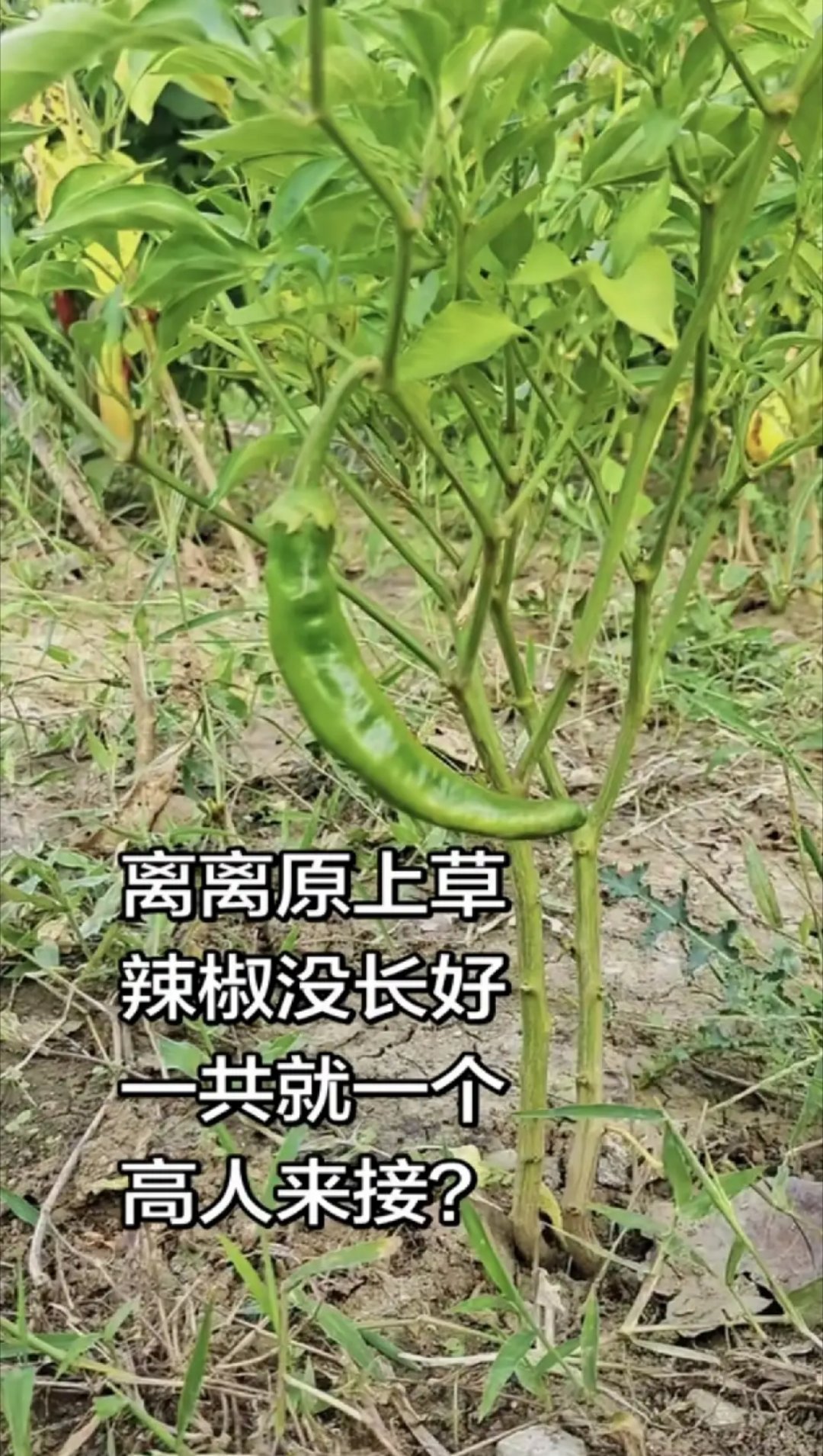 离离原上草，辣椒没长好。一共就一个，求大神续诗。各路文人墨客，该你们出手续下半段