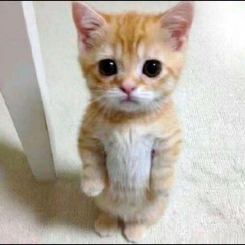 一个乐乐。罚站小猫。找不同。 