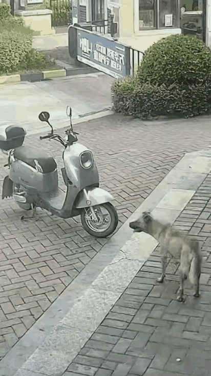 男子这腿上的功夫，绝对是世界一流的水平，原来恶狗也怕硬茬儿，如果你强硬一点连狗都