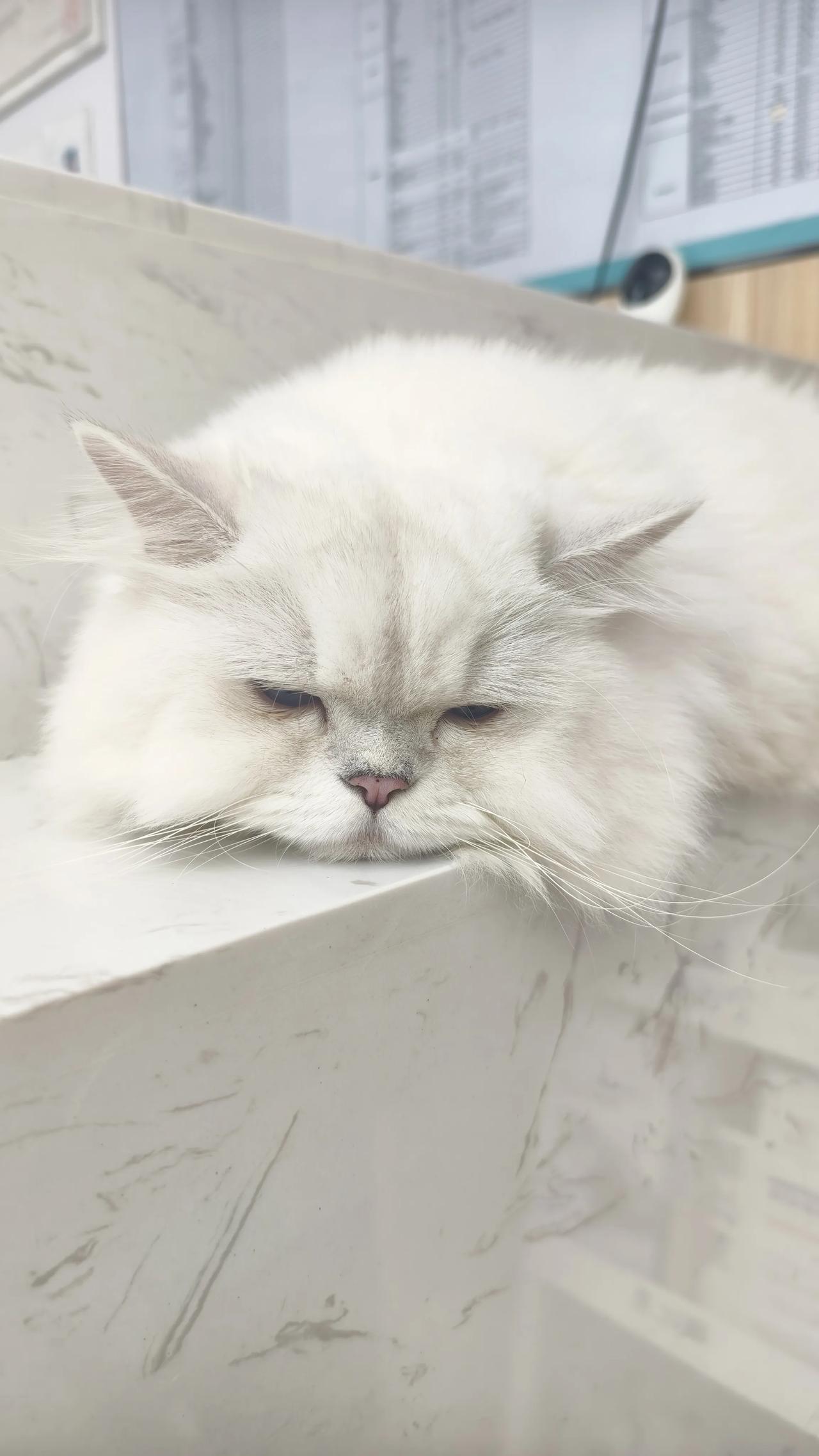 带狗狗来宠物医院洗牙，发现一只一直趴在前台睡大觉的猫咪，不懂什么品种，被它的松弛