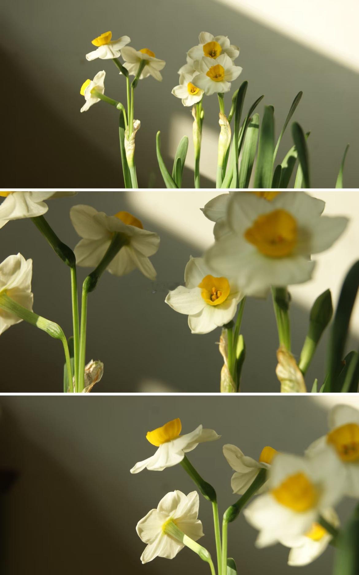 有一种水仙叫舞蹈家 办公桌上的小美好，累了就看它轻轻摇曳，瞬间放松心情，工作也变