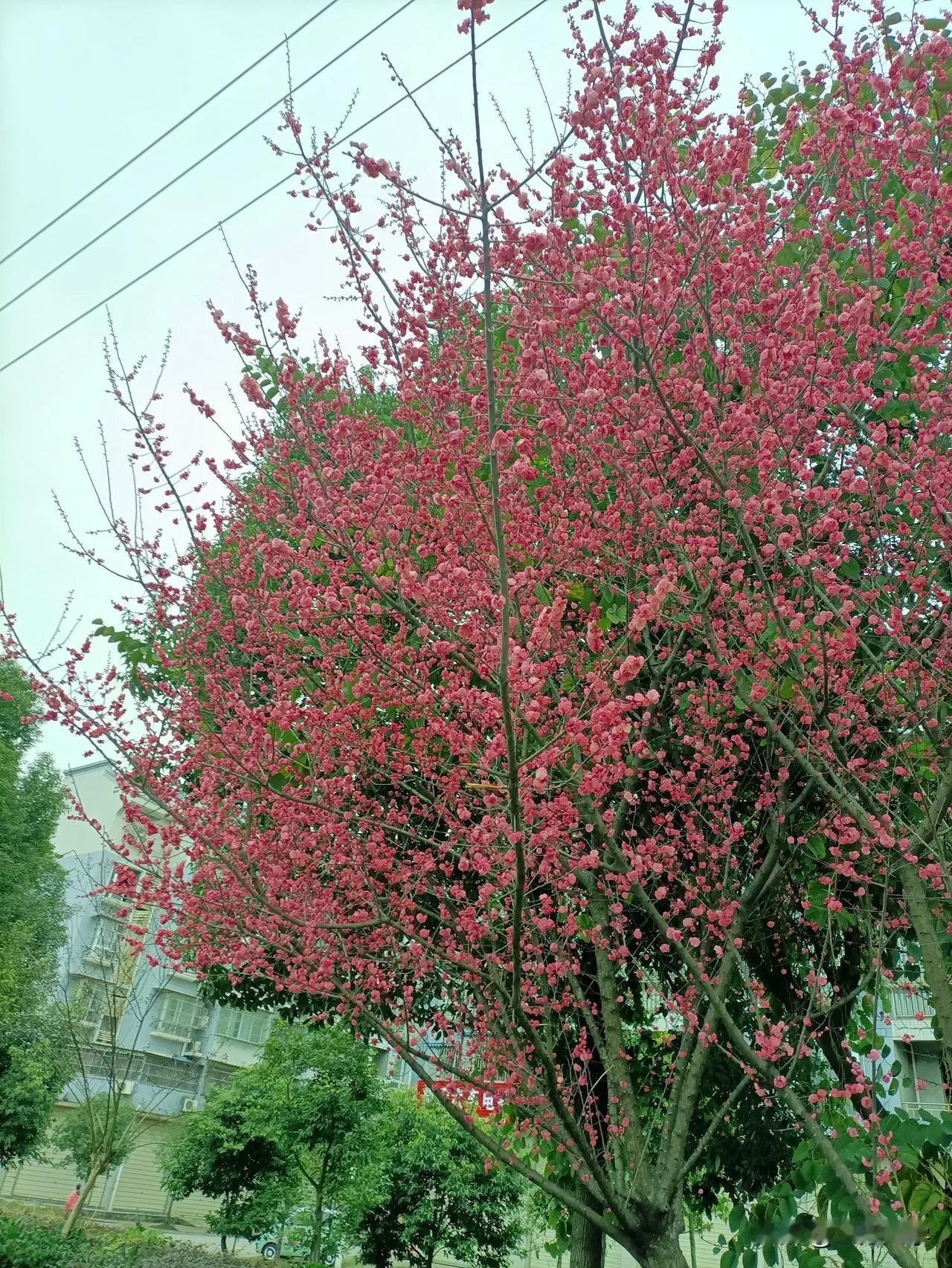 分享手机里的花花草草今天成都昭觉寺隆重举办元宵活动，特地邀请了青神县河坝子玉蟾寺