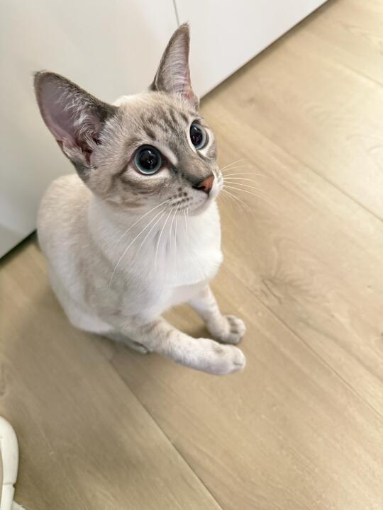 有点萌的猫猫是谁？