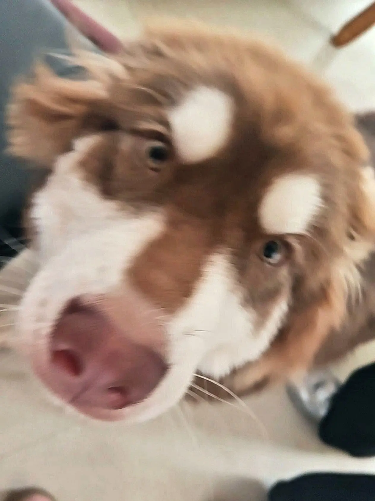 🥹🥹🥹🥹🥹。小斗可爱的小斗   🐶