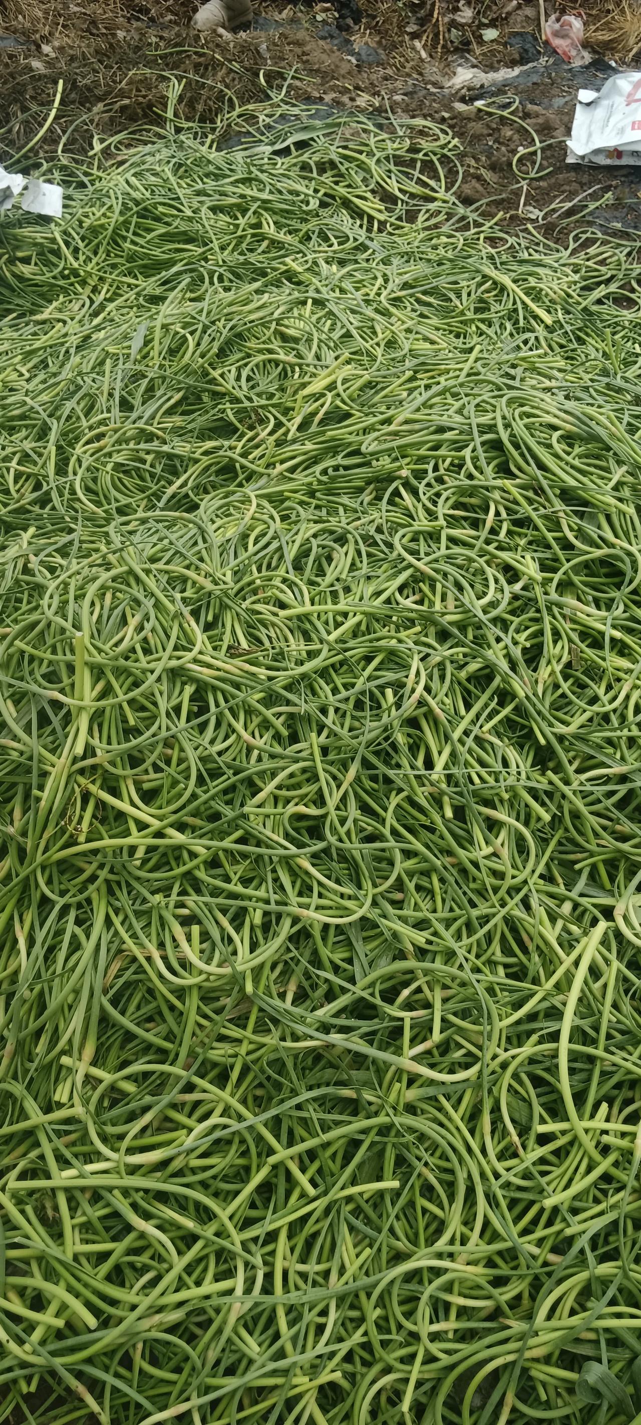 北上广的蒜苔吃不起，七八块一斤，我们河南开封和山东谁抽蒜苔谁要都没有人干的，看看