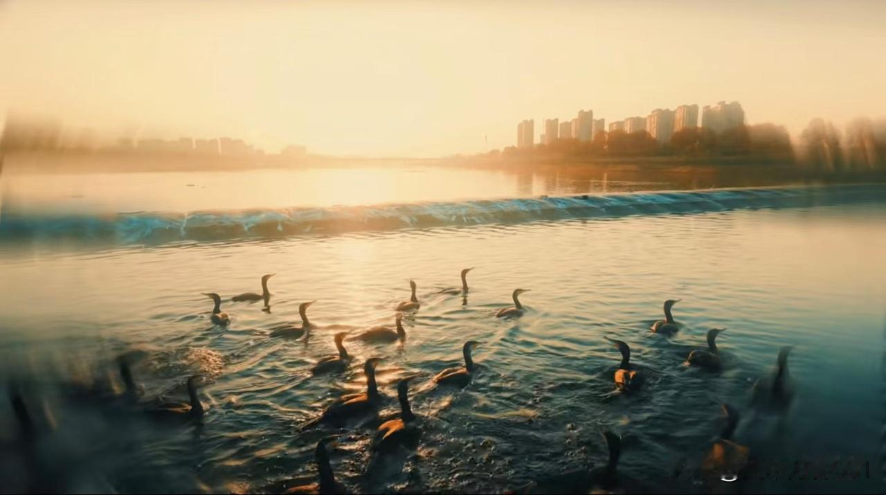 河盘桥畔群鸟归渡，这幅画面充满诗意。让我想起唐诗里描写淮河两岸飞鸟的场景，“天涯