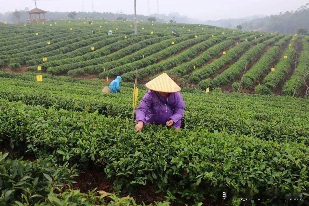 【村口煮茶召集令：第一批回村的人，第一杯灵山早春绿茶是你的了！】

炭火正红，茶