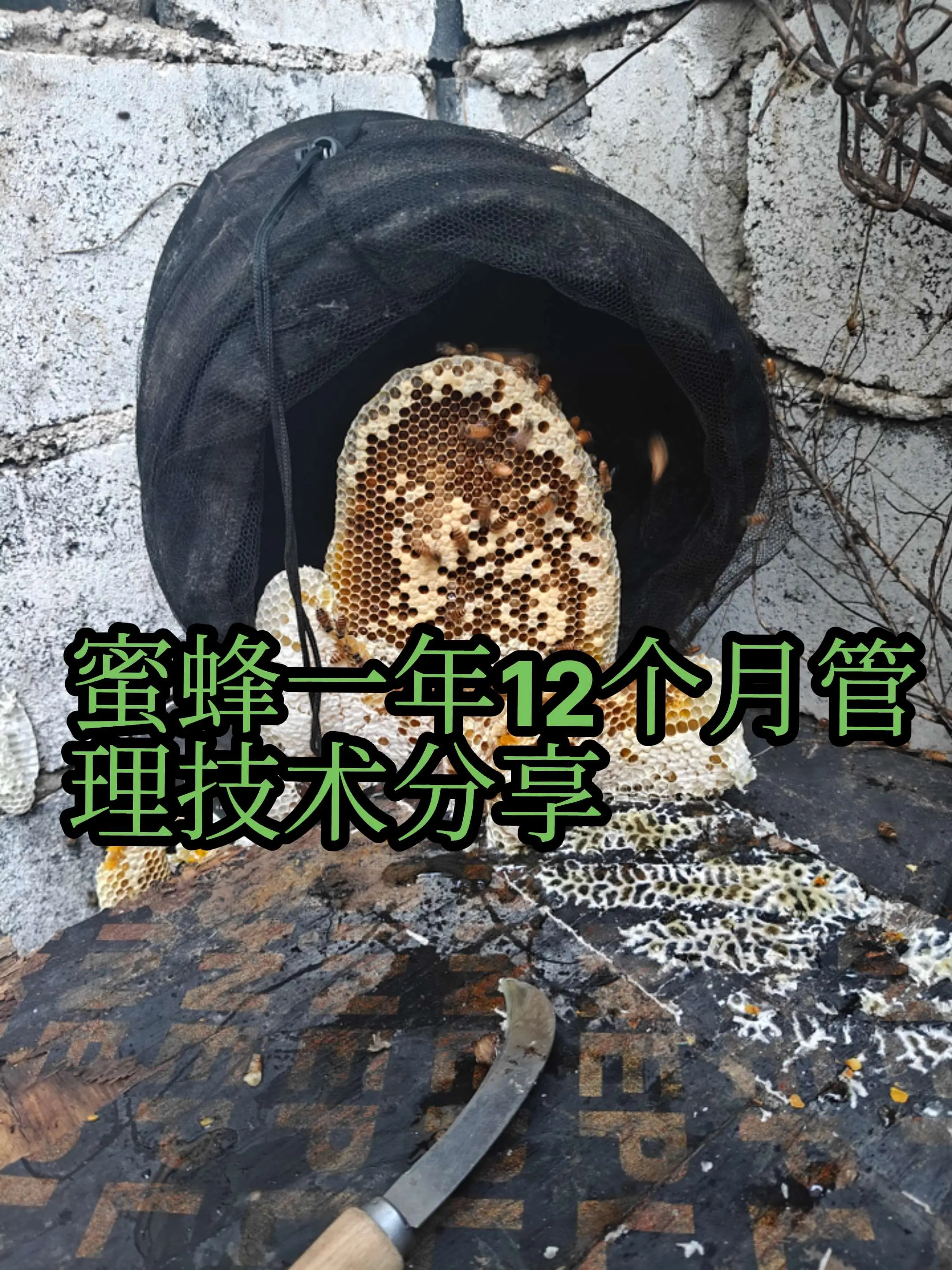 蜜蜂一年12个月管理技术分享