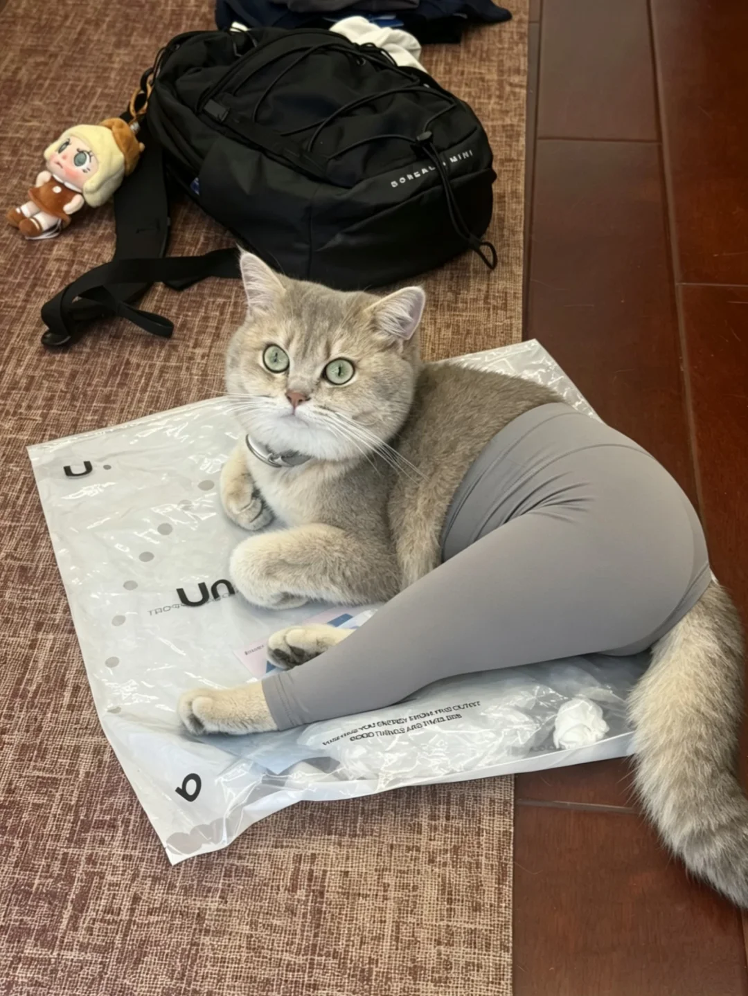 小猫咪的瑜伽垫
