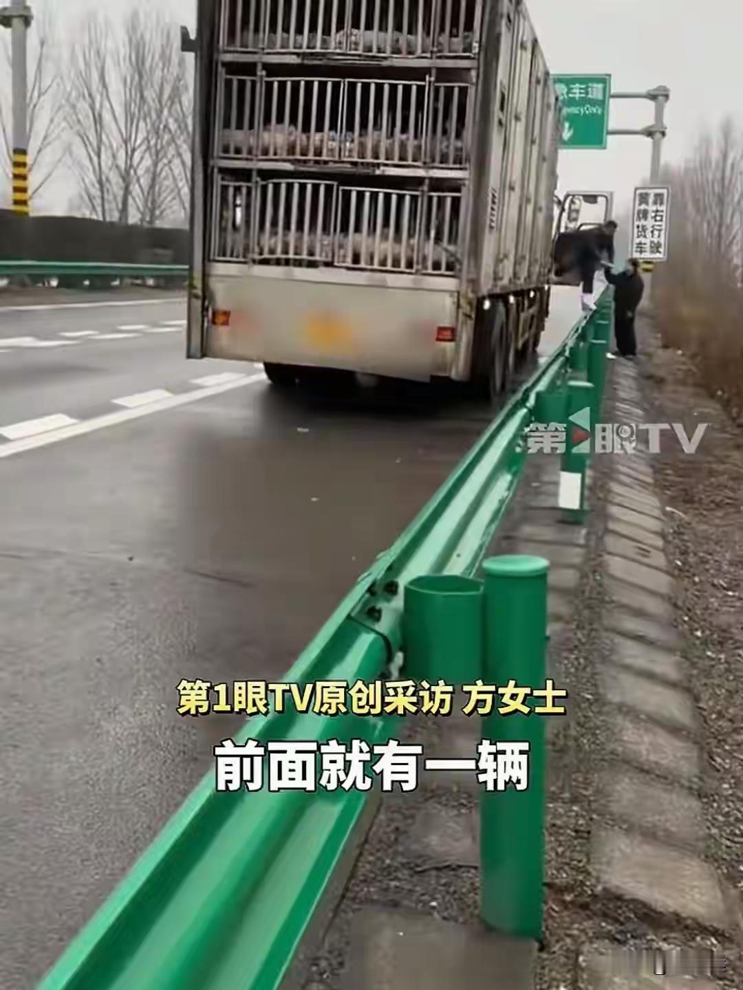 安徽阜阳高速奇遇！女子爱车被砸反帮抓猪，获赠萌宠小猪回家全网羡慕，背后真相太扎心