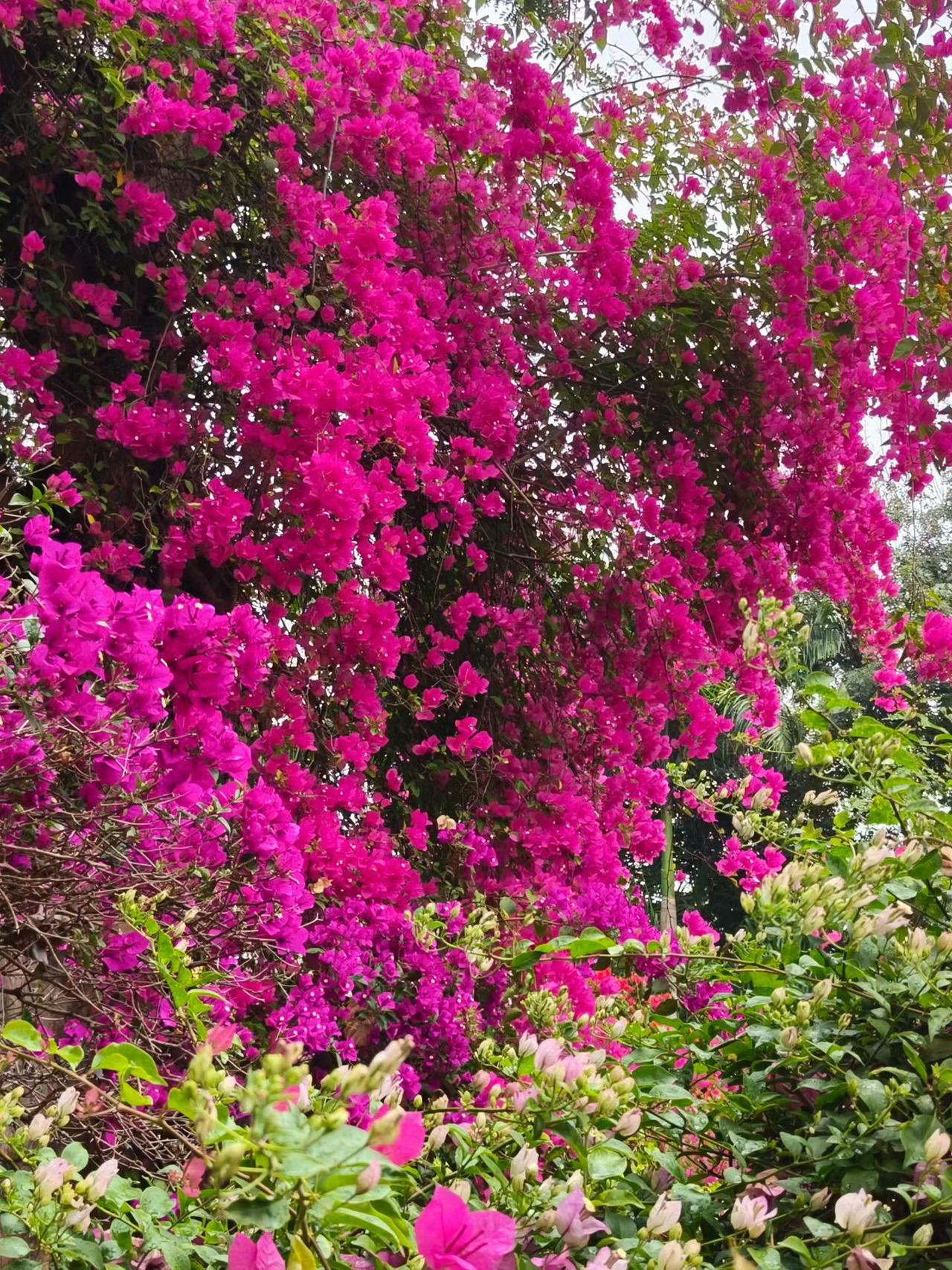 分享一下拍的花朵