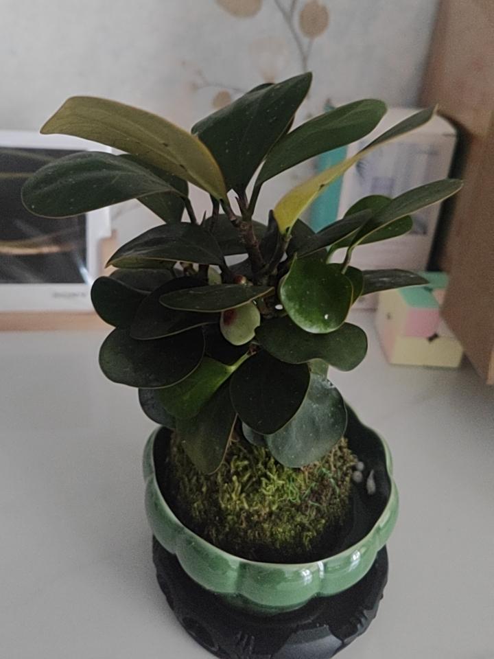 如果头条收益每天就那么几毛，一两毛的话，你还有兴趣创作下去，坚持创作吗？
是不是