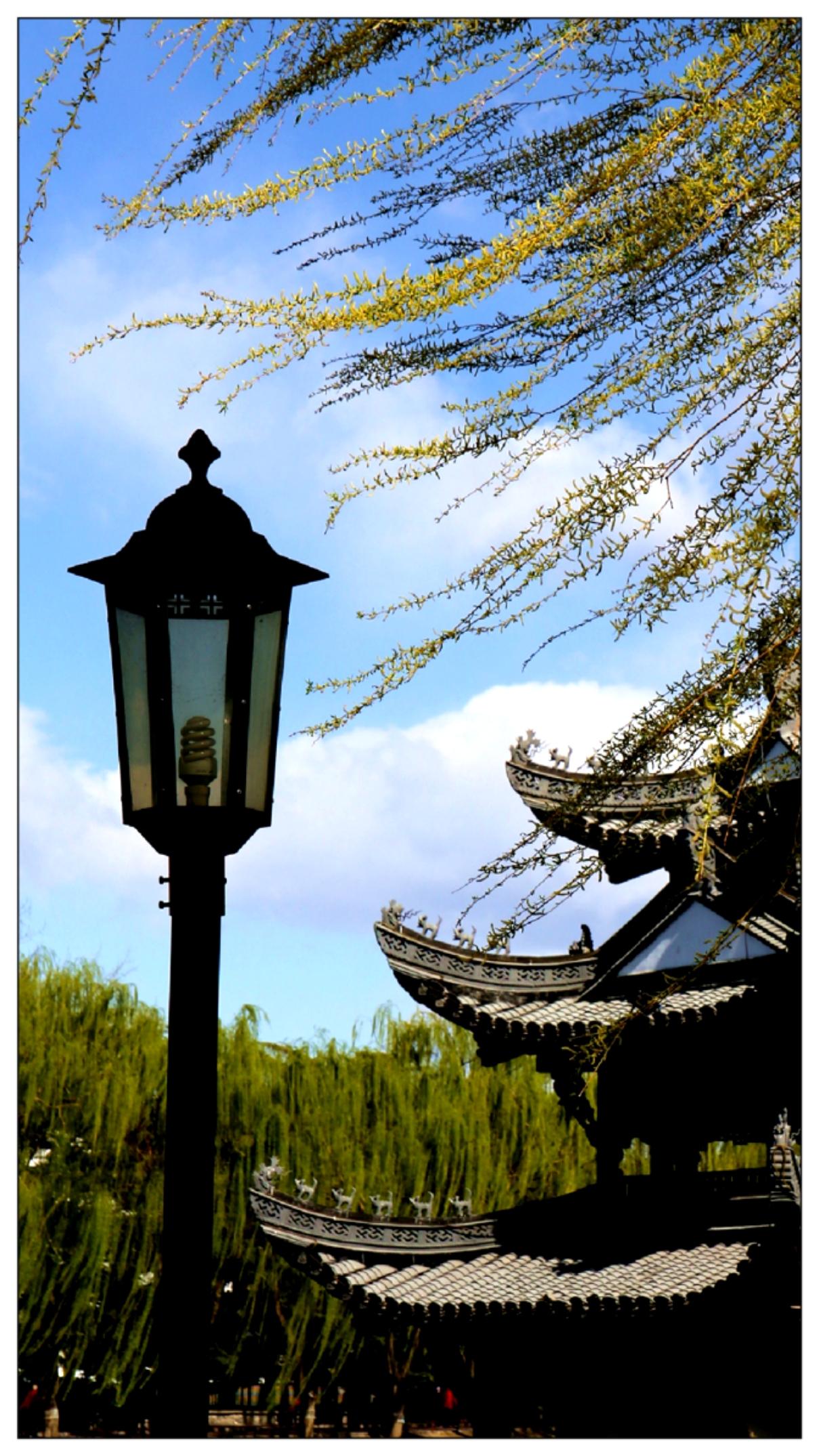 风吹杨柳顺风摆