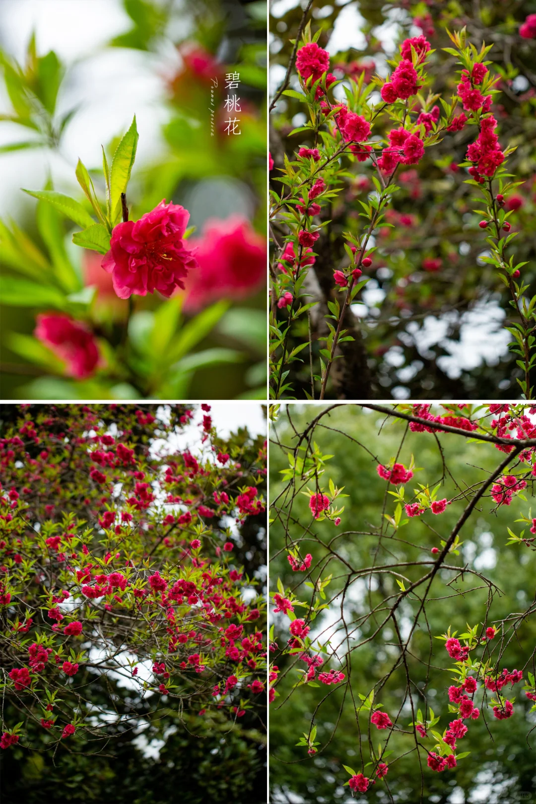 在路边偶遇一树春色【碧桃花