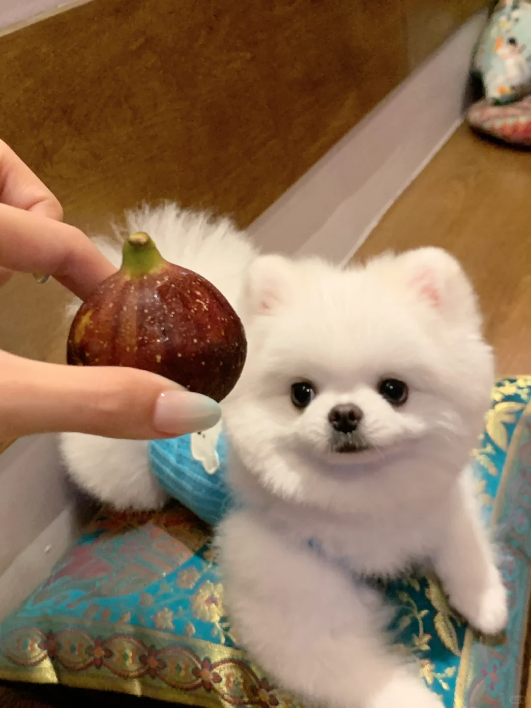 来一颗新鲜无花果🌺