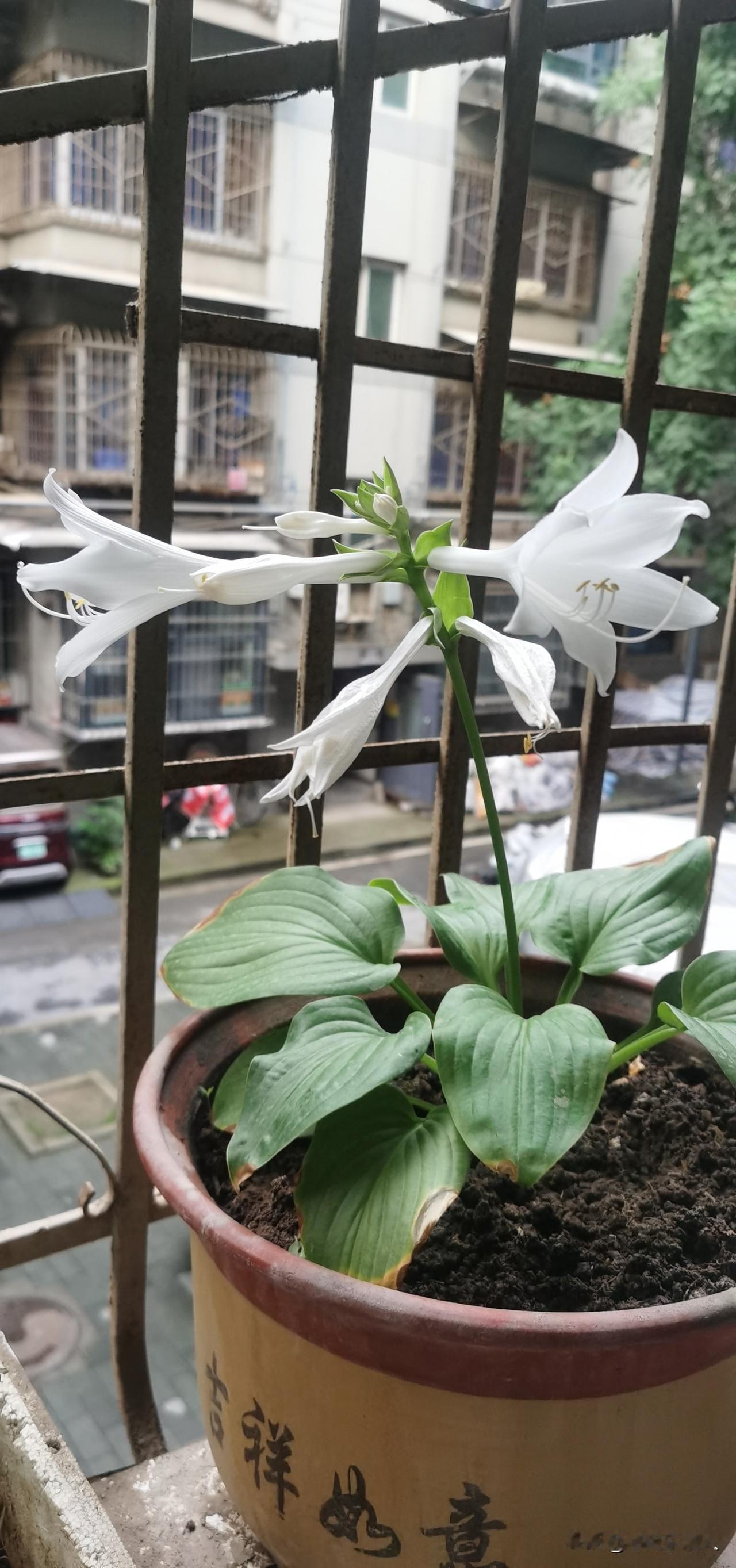 今天早上起床，打开窗户，一股淡淡的清香扑面而来，原来是阳台上养的已有10年的一盆