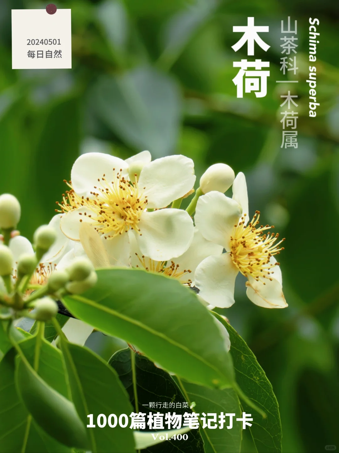 第400篇笔记，献给森林里的“劳模”