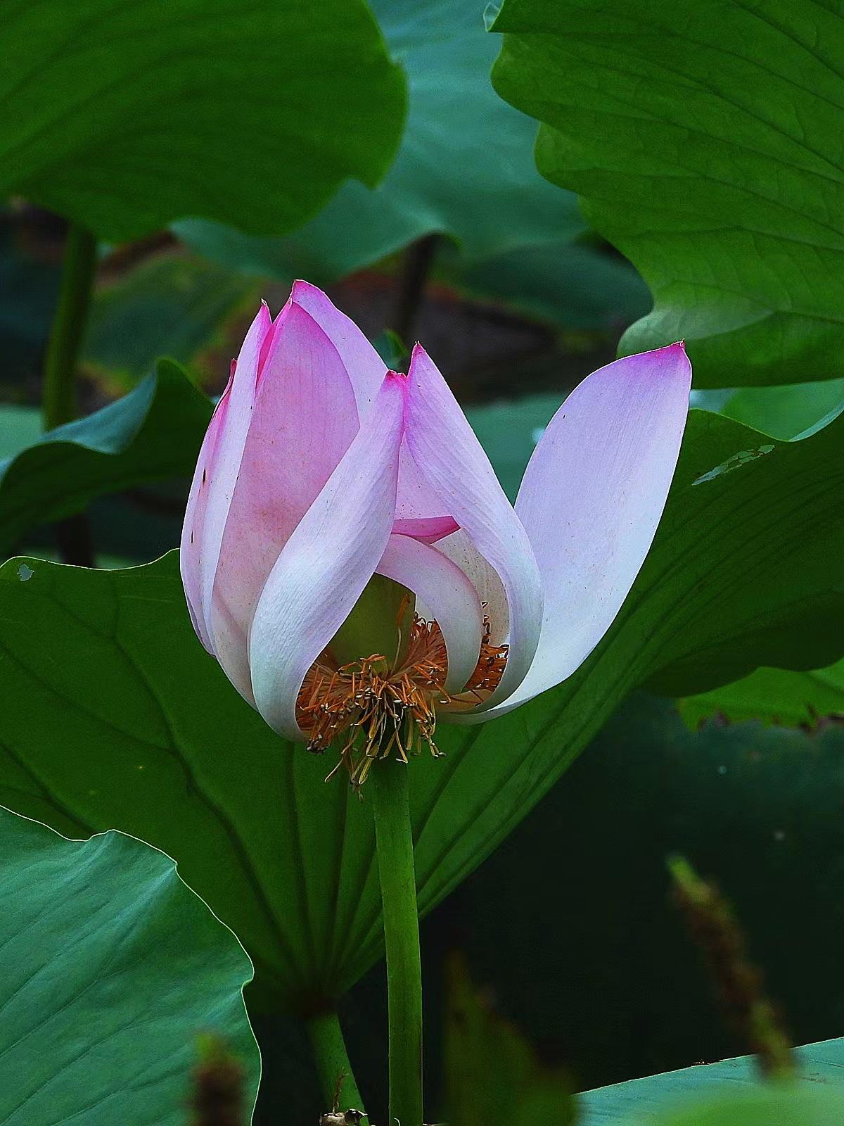 【荷塘摄趣】羞涩的莲蓬
       青蓬初结，羞于“出阁”，花瓣们似丫环般围绕