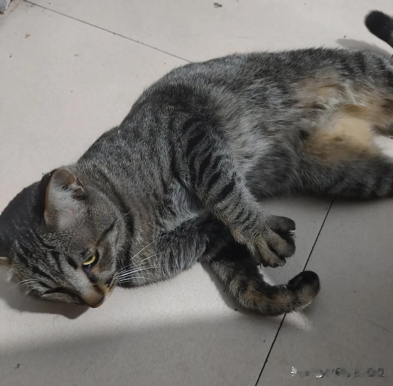 太爱我家这黑猫警长了，我儿子从青岛带回来的流浪猫，入乡随俗，成了我们这条街的团宠