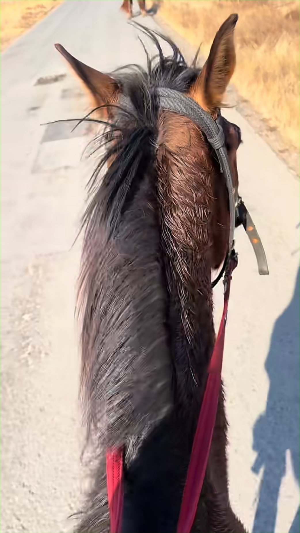 油价或重回9元时代向生活低头了，车卖了，以后骑马了不对，我现在开的纯电车啊那没事