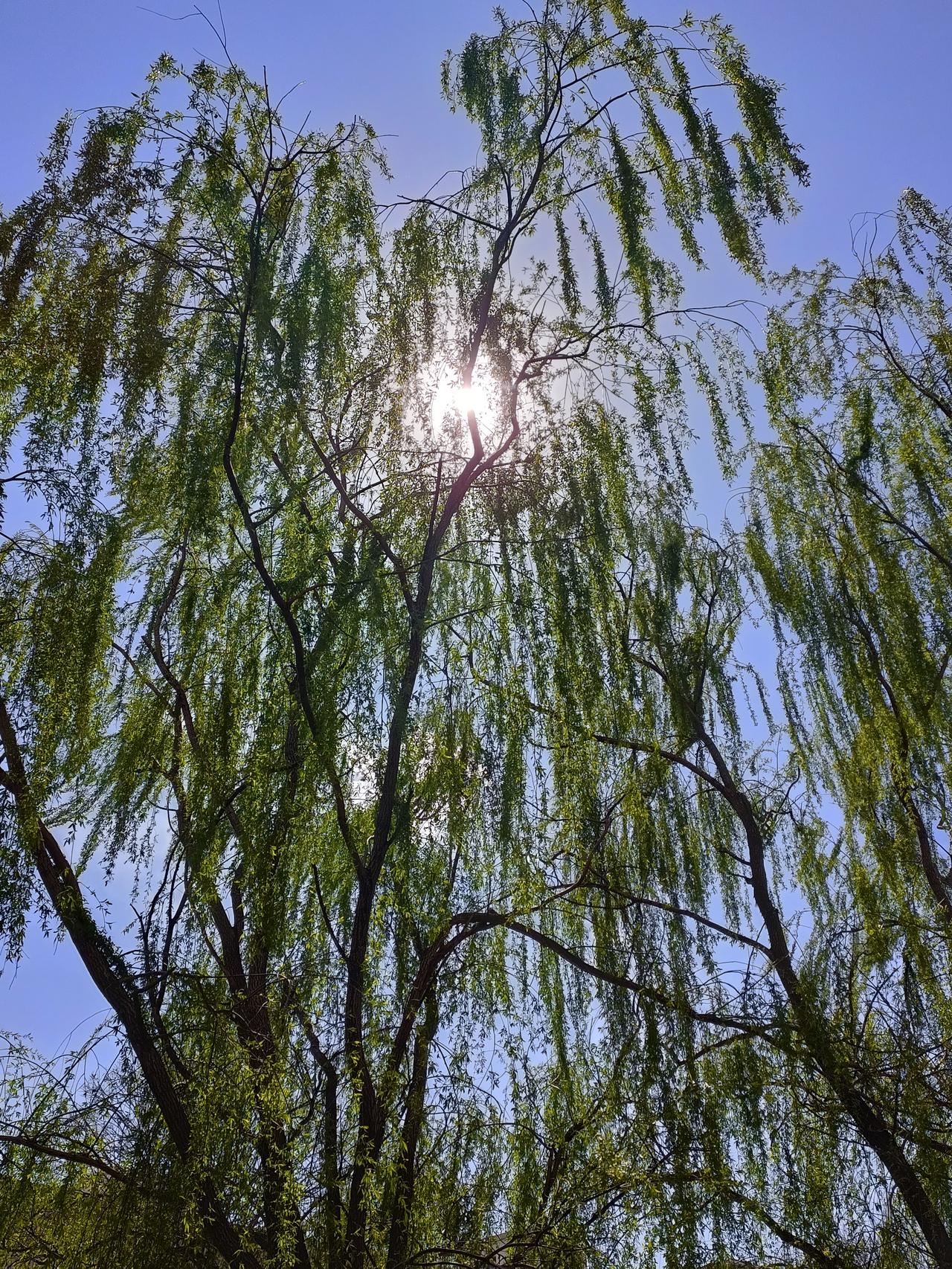 晒图笔记大赛大风下的杨柳非常漂亮