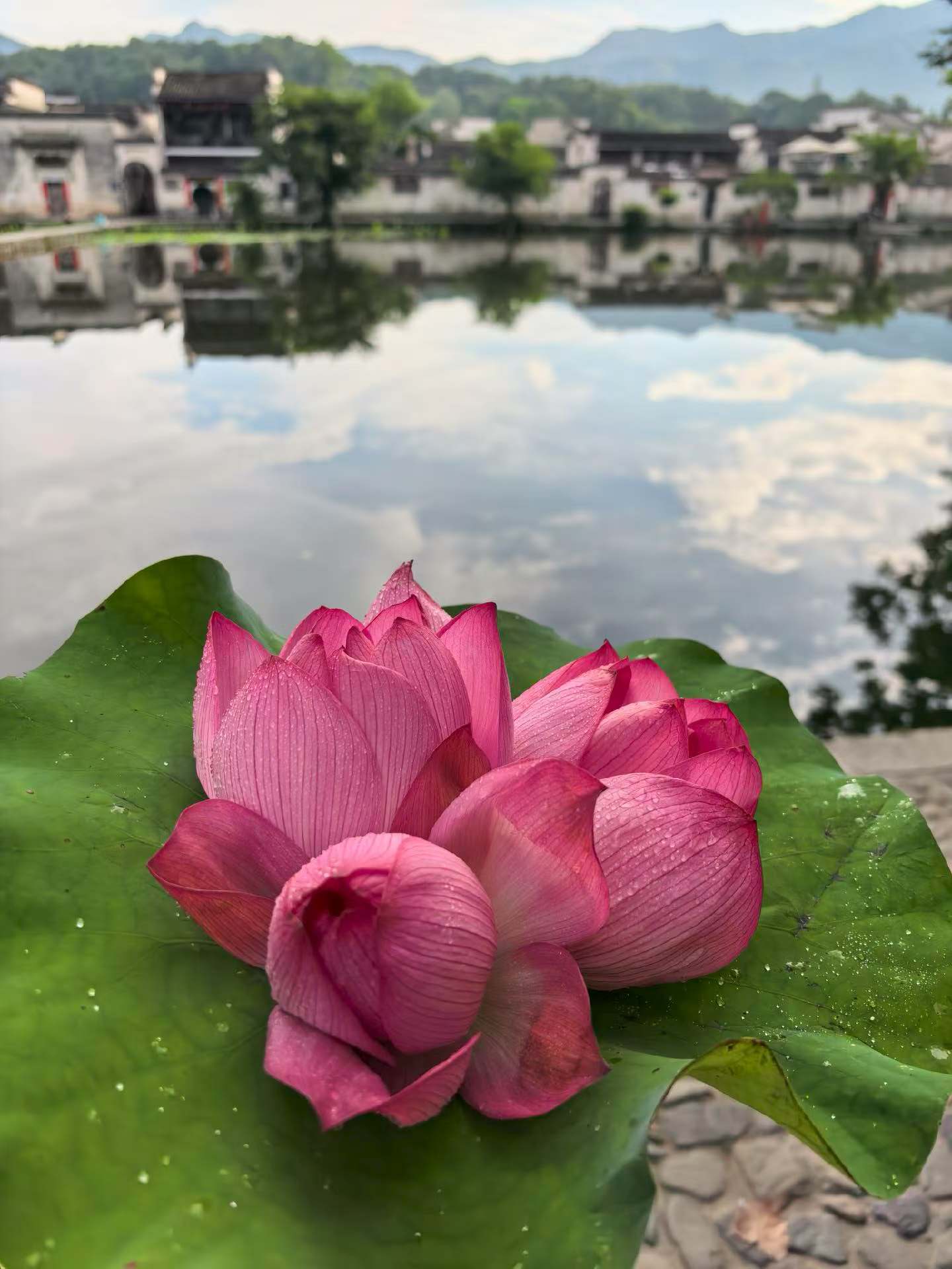 灼灼荷花瑞亭亭出水中 