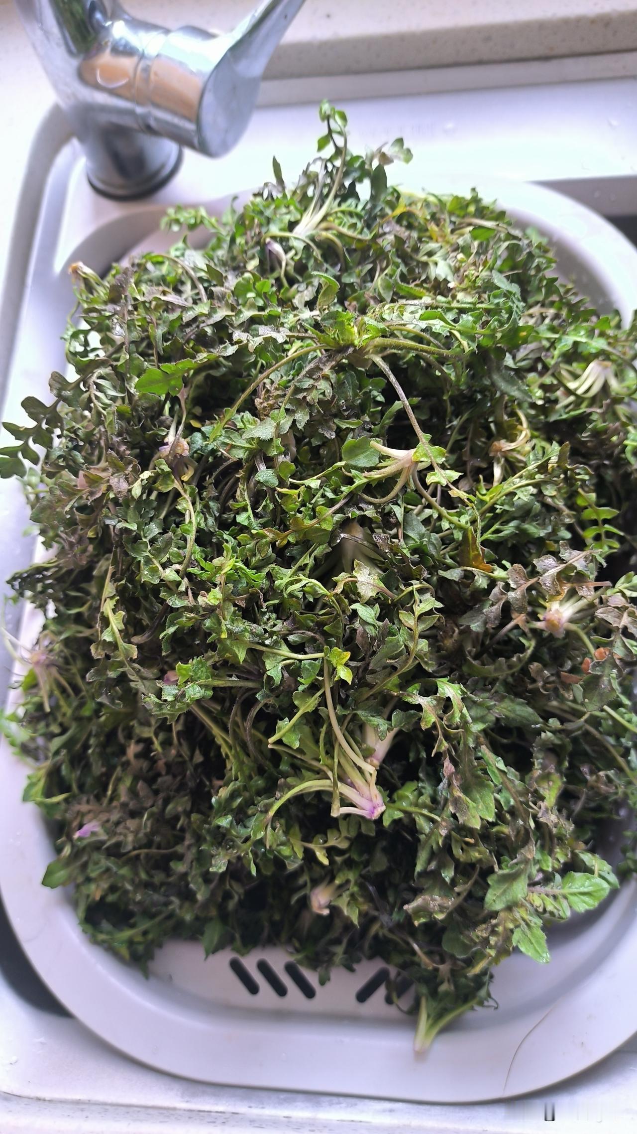 荠菜种类

周末回老家看望并陪伴父母。趁着父母午休，我去挖了很多荠菜，两小时的成