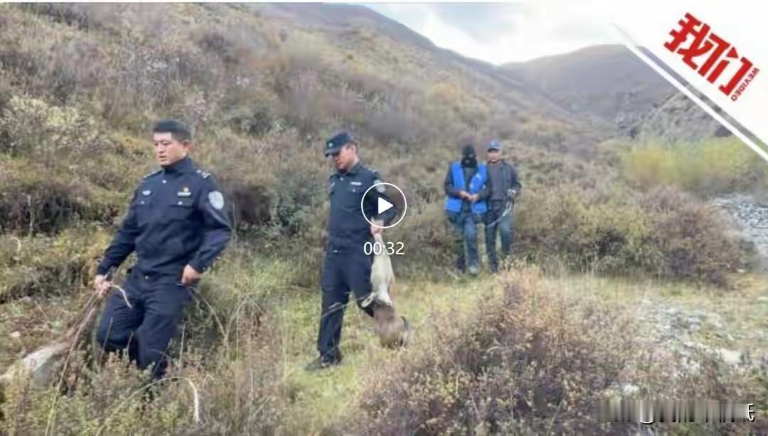 真歹毒！青海3人竟敢用无人机猎杀国家一级保护动物香獐子！

深夜的玉树州曲麻莱县