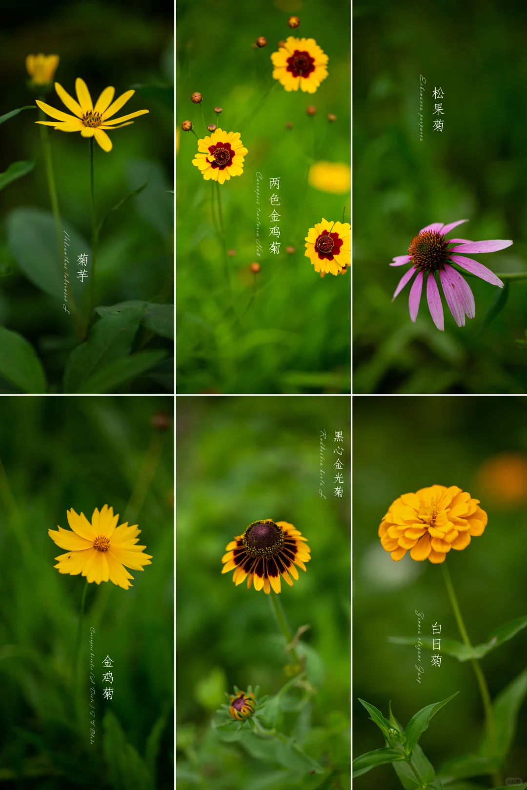夏日菊花集（二）