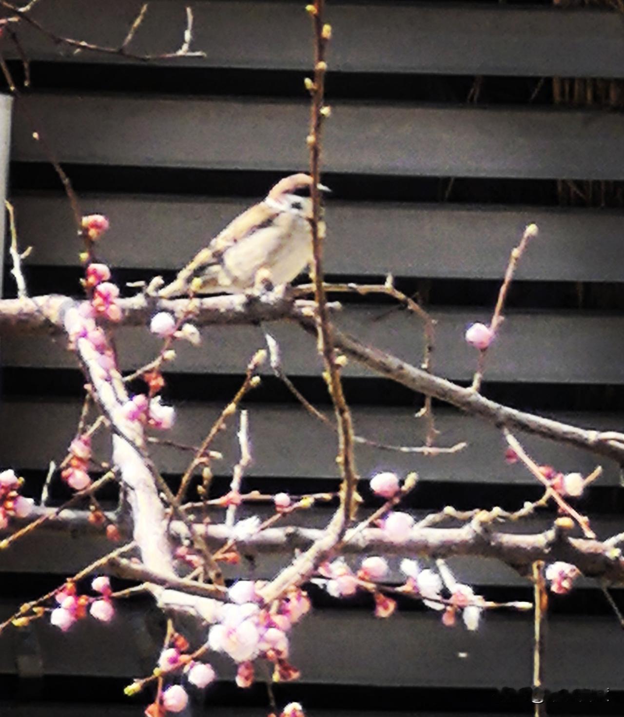 分享一张你相册的拍的花四月的江城，正是杏花、梨花、海棠花开的季节，也是最美的季节