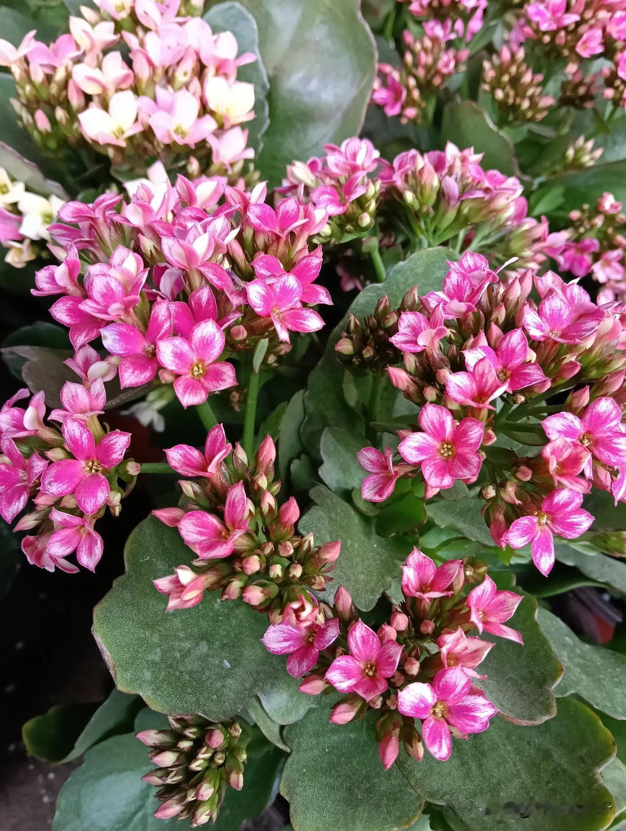 花朵满枝头#记录秋日精彩瞬间#