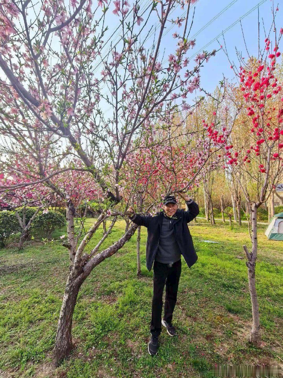 原创诗词  桃花吟桃花几度开，少年不复来。华发叹红萼，何处星辰海。 