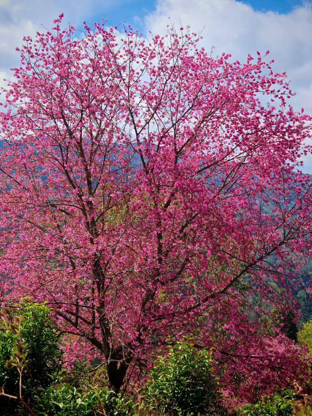 好看的花一定要分享给你们