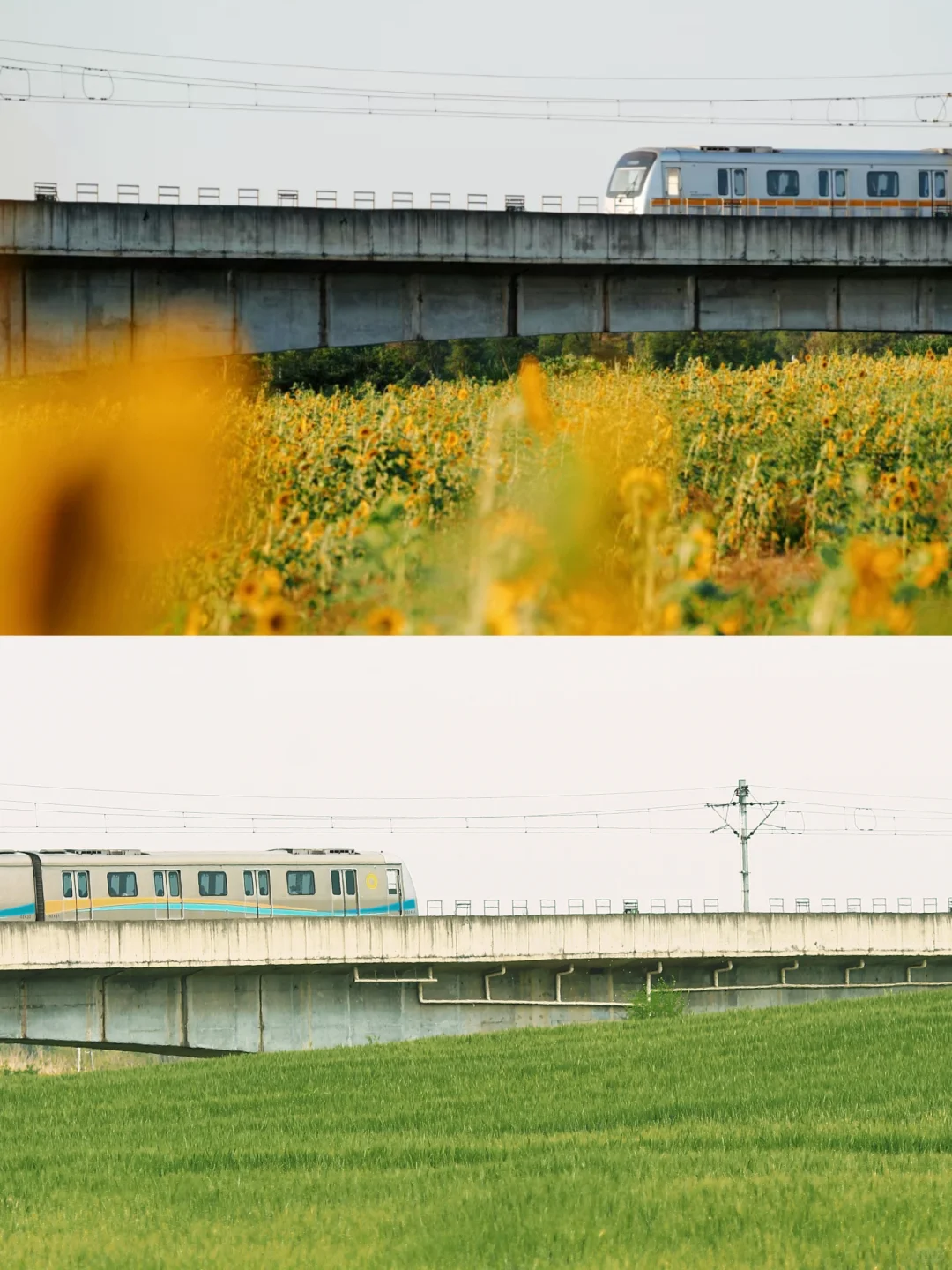 成都！成都！秋天也可以看开爆的向日葵🌻