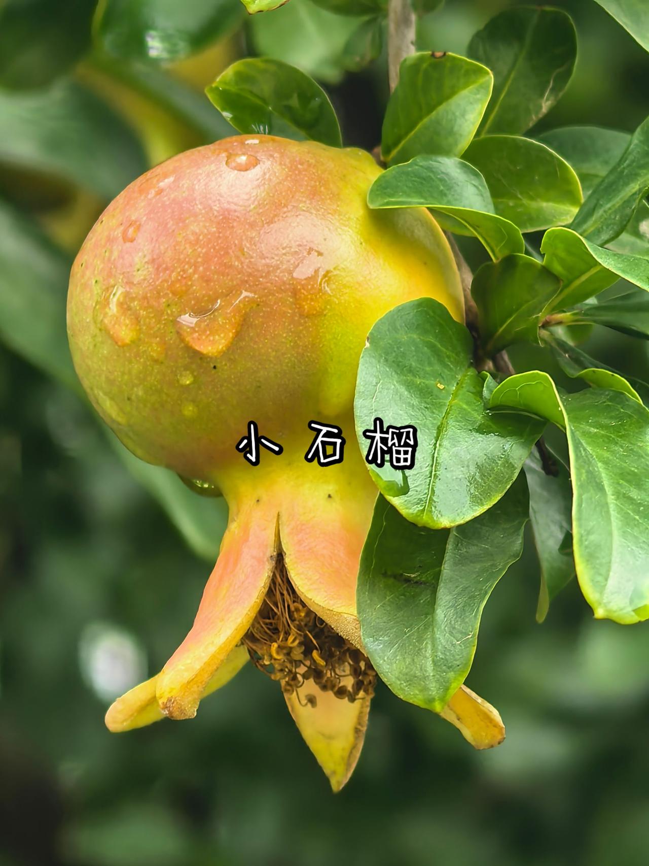 小石榴儿