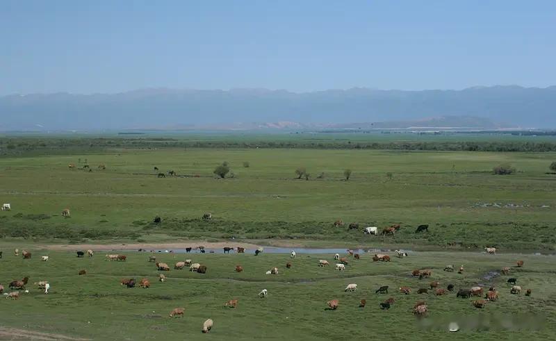 在新疆待久了，人都会变得简单又真诚。
这里的天很蓝，风很轻，人很直，
没有那么多