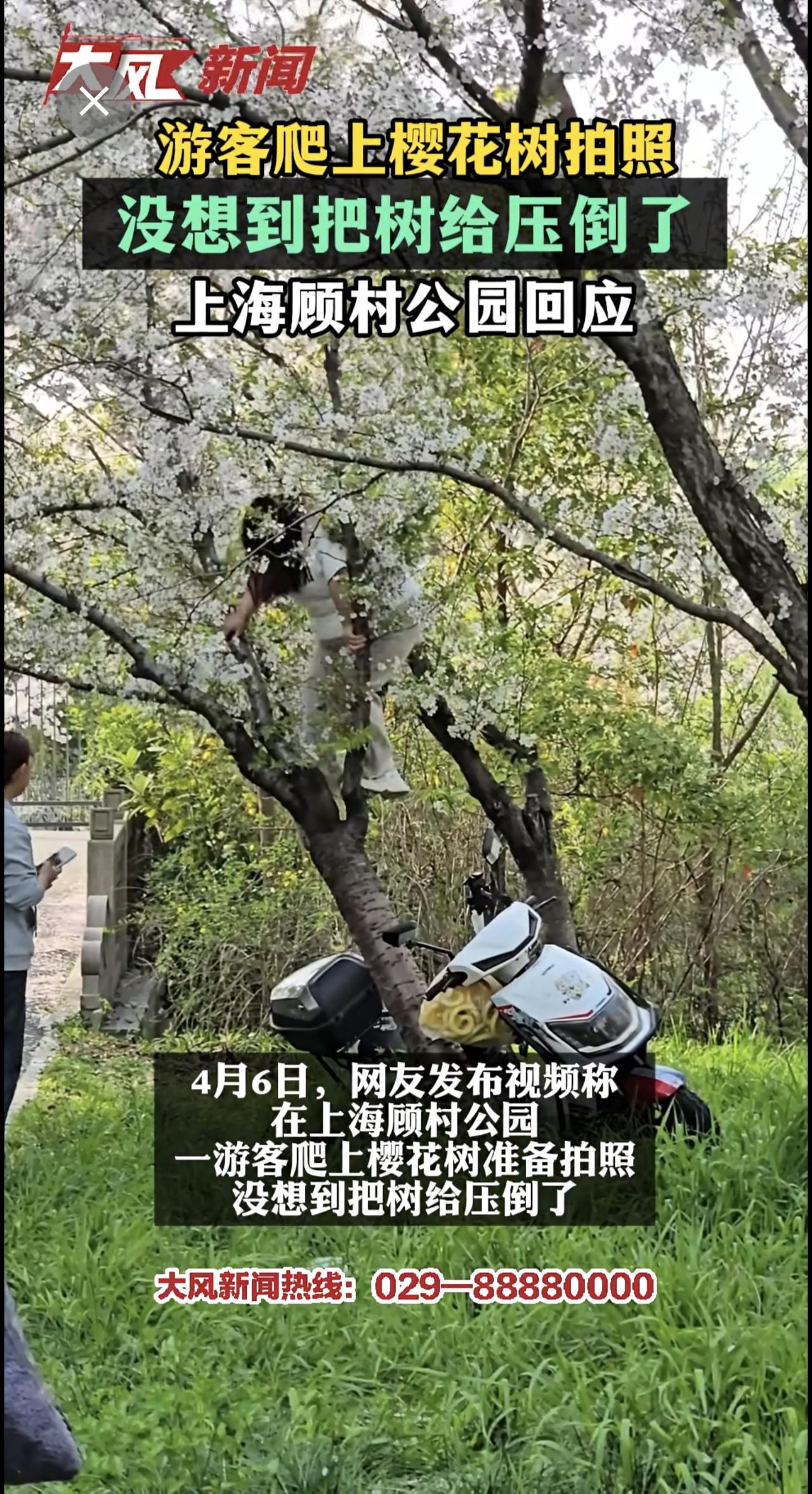 游客爬上樱花树拍照 没想到把树给压倒了 上海顾村公园回应