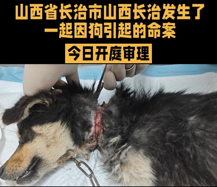 今年春节期间，山西长治发生了一起因狗引起的命案。一名男子被邻居的狗咬伤后将其摔死